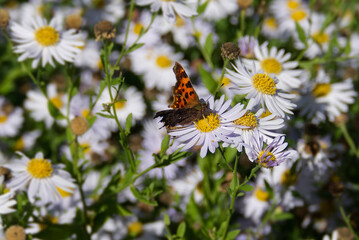 Comma butterfly (Polygonia c-album) perched on a daisy in Zurich, Switzerland