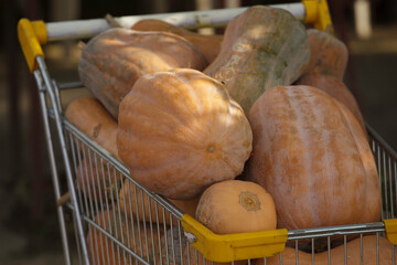 colorful and orange pumpkins for Halloween