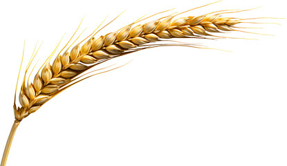 An ear of wheat isolated transparent or white background