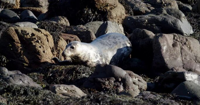 Grey seal Halichoerus grypus adult clambers across rock Skomer Island, Wales, UK