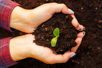 Woman's hands holding young green seedling in soil, closeup
