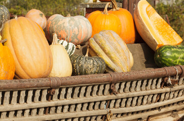 colorful and orange pumpkins for Halloween