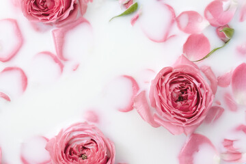 Floating rose flowers and petals in milk bath. Beautiful flower background. Selective focus, copy...