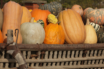 colorful and orange pumpkins for Halloween