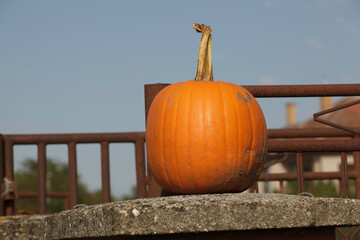 colorful and orange pumpkins for Halloween