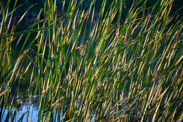 Beautiful nature background of green and brown reeds / grasses flowing in the wind