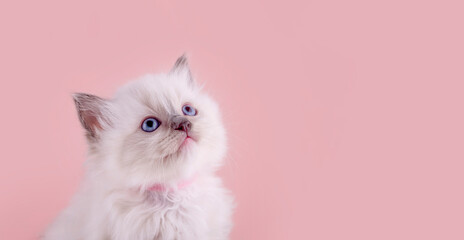 little  ragdoll kitten with blue eyes in purple collar  sitting on a pink background. Space for text.  Photo for card and calendar © Iryna