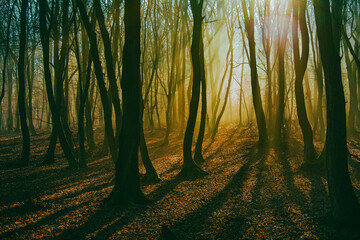 The most beautiful forest with mystical and mysterious views and atmospheric sunrises in the early misty mornings.