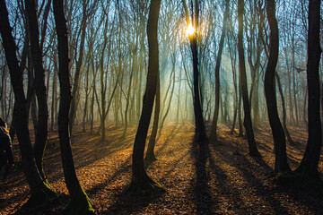 The most beautiful forest with mystical and mysterious views and atmospheric sunrises in the early misty mornings.