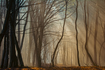 The most beautiful forest with mystical and mysterious views and atmospheric sunrises in the early misty mornings.