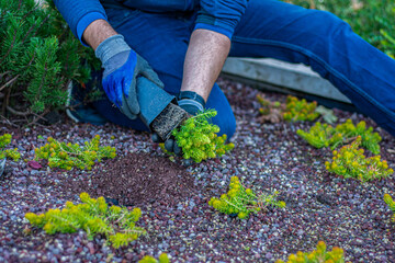 Young man hands in gloves plant plants in spring soil.