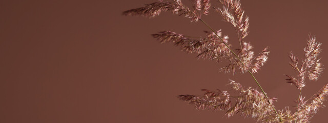 Dry pampas grass on brown background with shadow. Beautiful neutral colors. Minimal, abstract,...