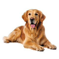 Transparent PNG of a Golden Retriever. Transparent Background PNG. Isolated PNG. Generative AI