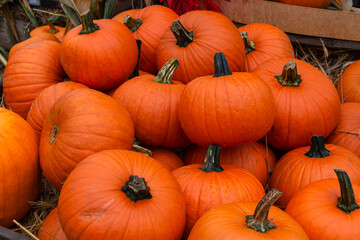 harvested autumn harvest of orange pumpkins before Halloween