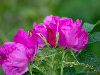 różowe kwiatki w bliskim ujęciu