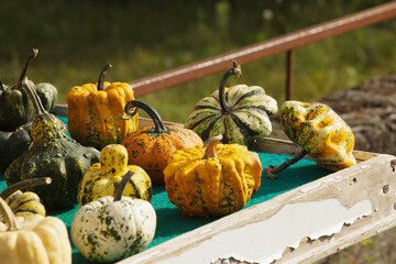 colorful and orange pumpkins for Halloween