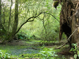zielone mokradła w głębi lasu  - obrazy, fototapety, plakaty