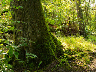 pień drzewa pokryty zielonym mchem w lesie