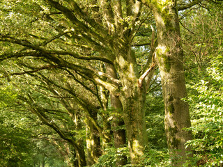zielone drzewa w lesie z mnóstwem gałęzi 