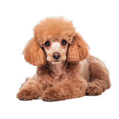 Transparent PNG of a Poodle. Transparent Background PNG. Isolated PNG. Generative AI