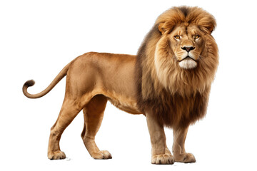 Obraz premium Transparent PNG of a Lion. Transparent Background PNG. Isolated PNG. Generative AI