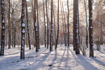 Winter Beauty in the Park