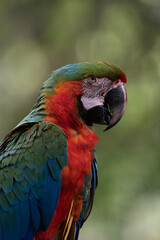 red and yellow macaw