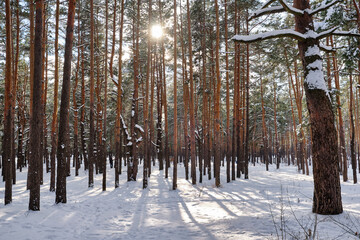 Fototapeta premium winter park landscape with trees covered with snow