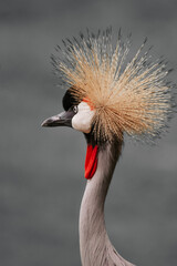 grey crowned crane