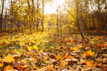 Autumn landscape. Fallen yellow and red leaves lie on the ground in the wood. Sunset on a warm October day.
