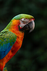 blue and yellow macaw