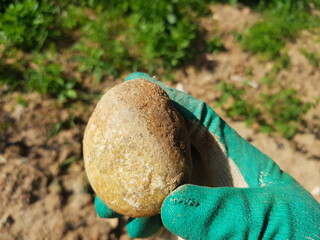 Egg-shaped quartz pebbles in hand