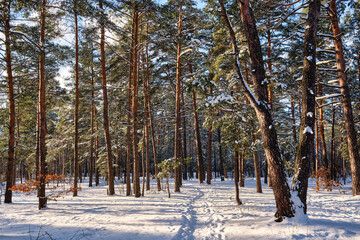 Winter Beauty in the Park