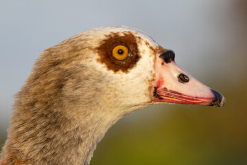 Egyptian Goose head image only migratory bird