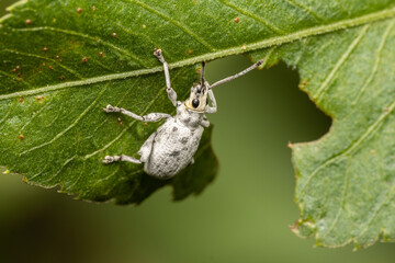 Garden pest eating leaves in backyard