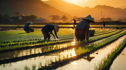 Fotobehang China, beautiful landscape at sunset with with people working on rice fields © IRStone