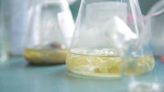 Intestinal worms soaked in a flask. Probably ascorid
