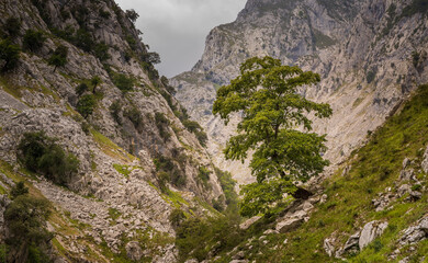 Picos de Europa, Baum in einer Schlucht, Jakobsweg