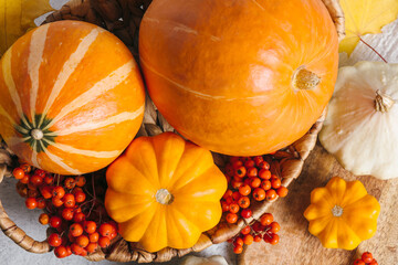 Autumn composition for Thanksgiving Day, still life background. Pumpkin harvest in basket, vegetables, patissons, autumn leaves, red berries on white kitchen table. Fall decoration design. Close up.