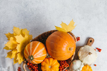 Autumn composition for Thanksgiving Day, still life background with empty copy space. Pumpkin harvest in basket, patissons, autumn leaves, red berries on white table. Fall design. Flat lay, top view.