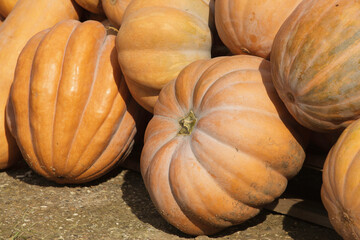 colorful and orange pumpkins for Halloween