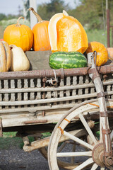 colorful and orange pumpkins for Halloween