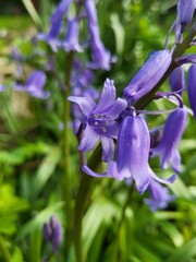 Bluebells 