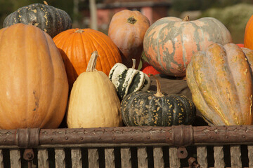 colorful and orange pumpkins for Halloween