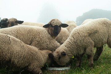Una encantadora escena rural capturada en esta imagen, donde un tranquilo rebaño de ovejas de lana...