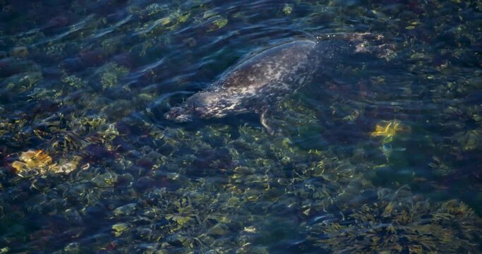 Grey seal adult being playful in the sea at Skomer Island, Wales, UK