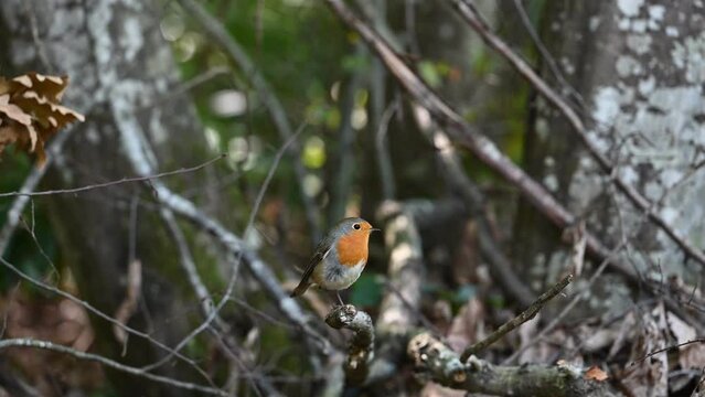 robin on a branch