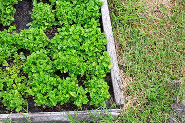 Brazilian Spinach plant in vegetable patch