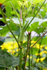 Okra plant in the garden