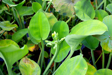 Obraz na płótnie Canvas Limnocharis flava plant field vegetables